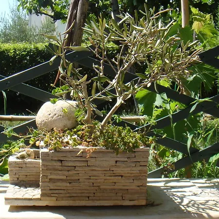 Olea *