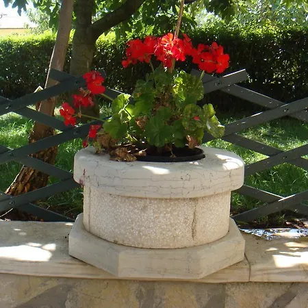 Olea * Porec